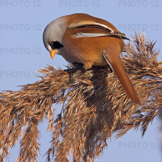 Bearded reedling (Panurus biarmicus), Offstein sewage ponds, Rhineland-Palatinate, Federal Republic