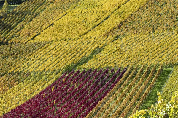 Vineyards in autumn, Rotenberg, Stuttgart, Baden-Württemberg, Germany, Europe