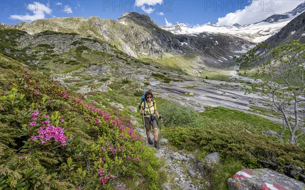 Mountaineer on hiking trail with alpine roses, picturesque mountain landscape, behind mountain peak