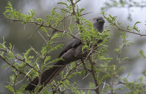 Grey go-away-bird (Corythaixoides concolor) eating leaves of an acacia tree, Kruger National Park,