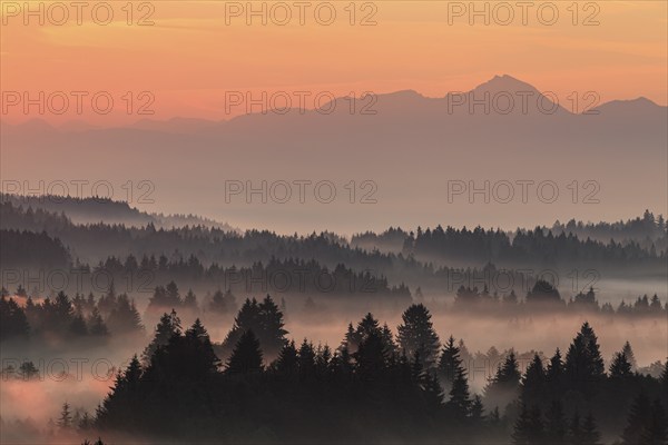 Morning fog over trees, mountains, near Bad Kohlgrub, Bavarian Alps behind, Bavaria, Germany,