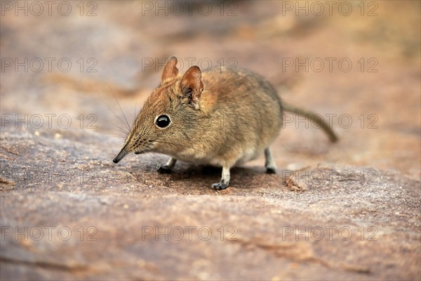 Short-eared elephant shrew, (Macroscelides probosideus), adult, foraging, Mountain Zebra National