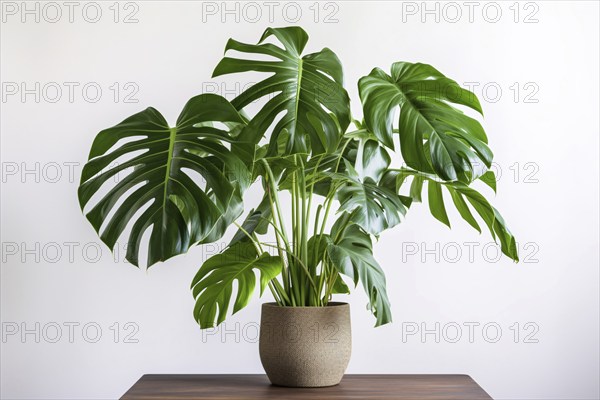 Monstera Deliciosa houseplant on table in front of white background. KI generiert, generiert, AI