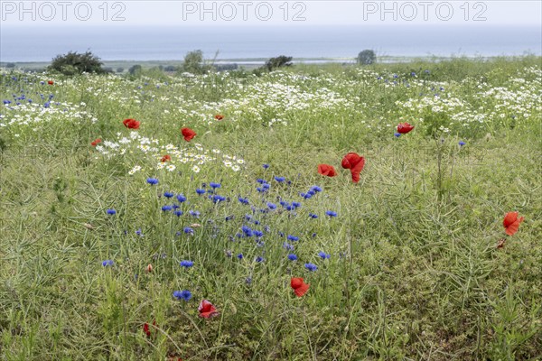 Poppy flower (Papaver Rhoeas), cornflower (Centaurea cyanea) and Scentless mayweed