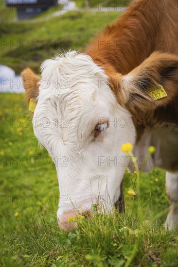 Cow eating grass on a pasture with small yellow flowers under a cloudy sky, Penken, Zillertal.