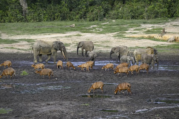 Forest elephants (Loxodonta cyclotis) and bongo antelopes (Tragelaphus eurycerus) in the Dzanga Bai