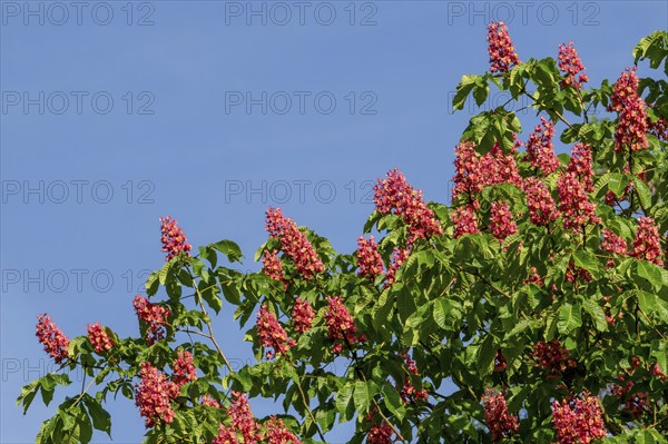 Blooming red horse-chestnut (Aesculus × carnea) artificial hybrid tree showing flowers and leaves