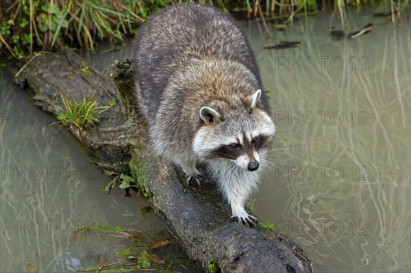 Common raccoon, North American racoon (Procyon lotor) crossing stream, rivulet over fallen tree