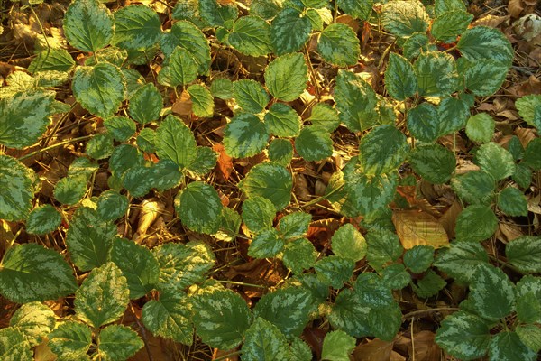Yellow weasel-snout (Lamium galeobdolon), leaves on the autumn forest floor in the warm light