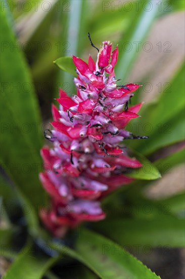 Bromeliad flowers in the rainforest, Amazon Museum MUSA, Cidade de Deus, Manaus, Brazil, South