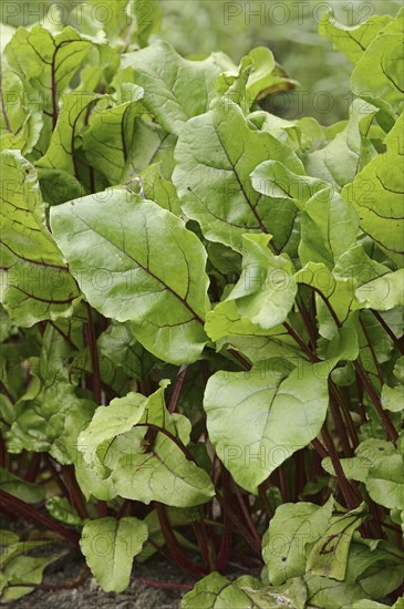 Beetroot (Beta vulgaris ssp. vulgaris var. conditiva), North Rhine-Westphalia, Germany, Europe