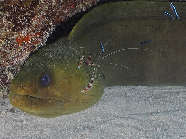 A moray eel with cleaning shrimps in a cramped underwater scene. green moray (Gymnothorax funebris)