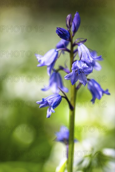 Bluebell, Hyacinthoides non-scripta in forest at spring time