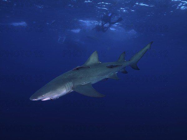 Lemon shark (Negaprion brevirostris) with a fishhook in its mouth glides elegantly through the