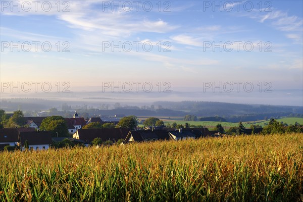 Sunrise with fog, Offingen am Bussen, Swabian Alb, Upper Swabia, Swabia, Baden-Württemberg,