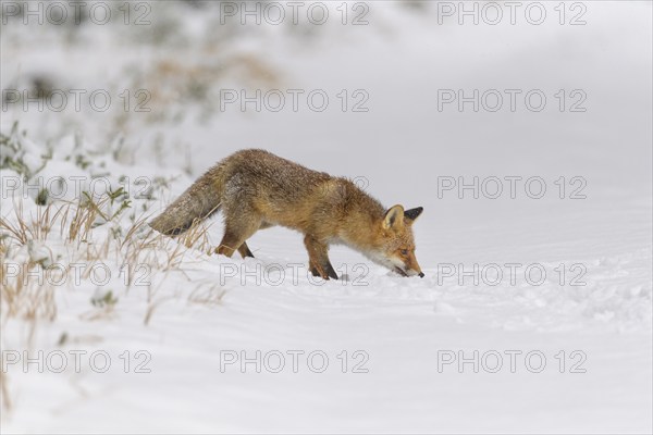 Red fox (Vulpes vulpes), in a snowy landscape, appears to be sniffing the ground as it walks in a