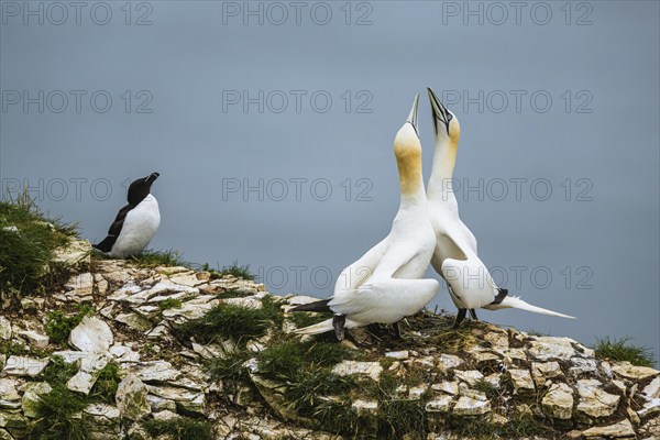 Northern Gannet, Morus bassanus and Razorbill, Alca Torda, birds on cliff, Bempton Cliffs, North