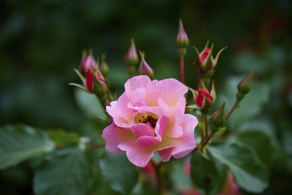 A delicate pink rose blossom with buds in close-up against a background of green leaves,