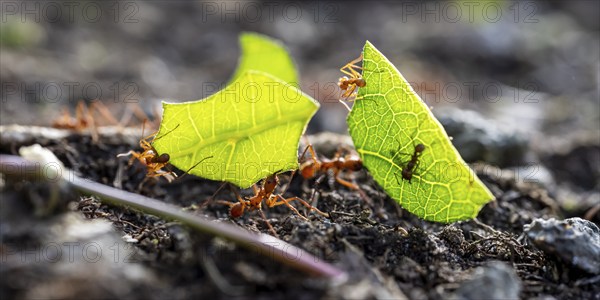 Leafcutter ants carrying leaves, ant trail, Tortuguero National Park, Costa Rica, Central America