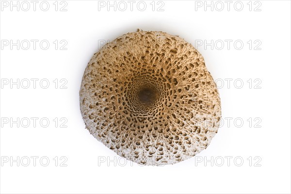 Top view of Parasol Mushroom on white background
