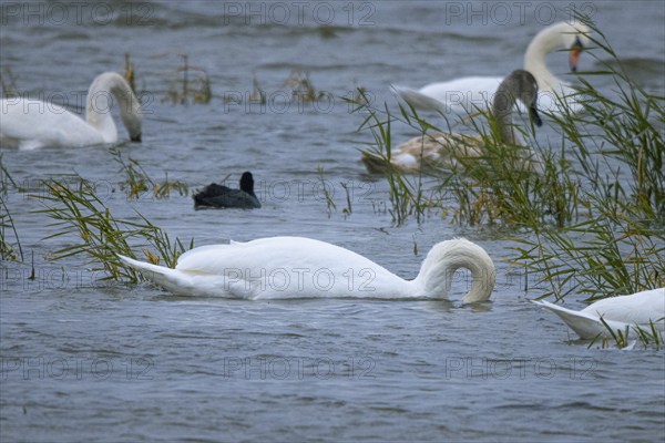 A swan (Cygnus) dipping its head into the water surrounded by reeds, Lake Neusiedl National Park,