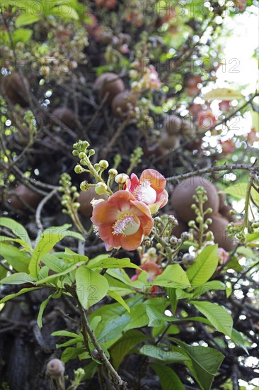 Blossoms of the cannonball tree (Couroupita guianensis) in the Royal Botanic Gardens, Kandy,
