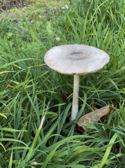 Toadstool poisonous mushroom Willow Shield mushroom (Pluteus salicinus) grows in meadows on