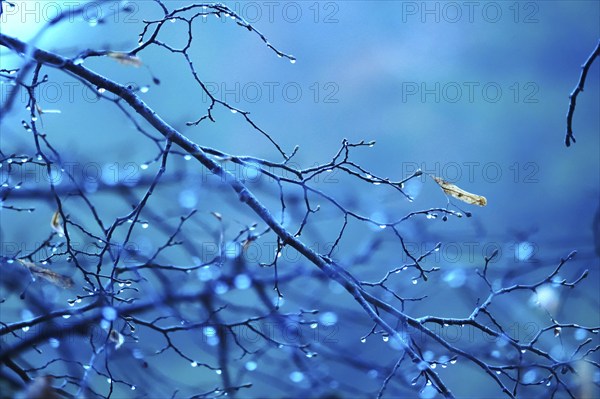 Branches with water drops, autumn, Germany, Europe