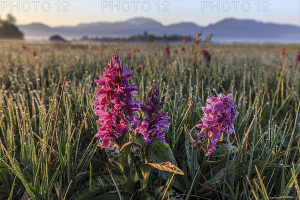 Orchids, orchids, morning dew, morning light, spring, Loisach-Lake Kochel moor, Kochler mountains,