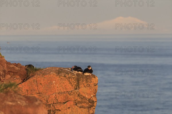 Puffin (Fratercula arctica), couple sitting on a cliff by the sea in the evening light of the