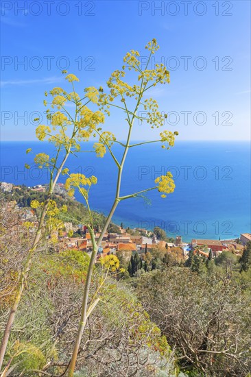 Taormina town, high angle view, Taormina, Sicily, Italy, Europe