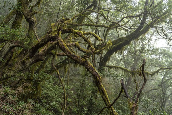 El Cedro laurel forest in Garajonay National Park, UNESCO World Heritage Site on the island of La