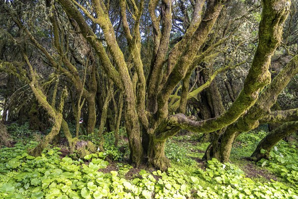 Laurel forest near La Llanía on El Hierro, Canary Islands, Spain, Europe
