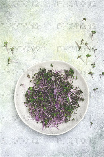 Fresh radish micro-greens, purple, on a plate, top view, no people