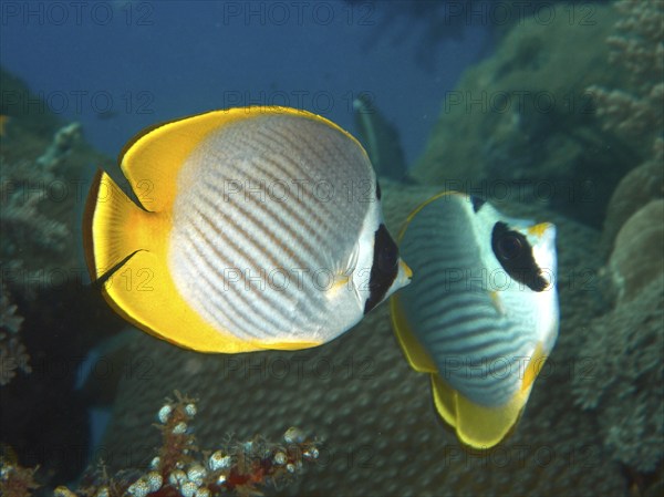 Two fish with yellow and white pattern, Panda butterflyfish (Chaetodon adiergastos), swimming in