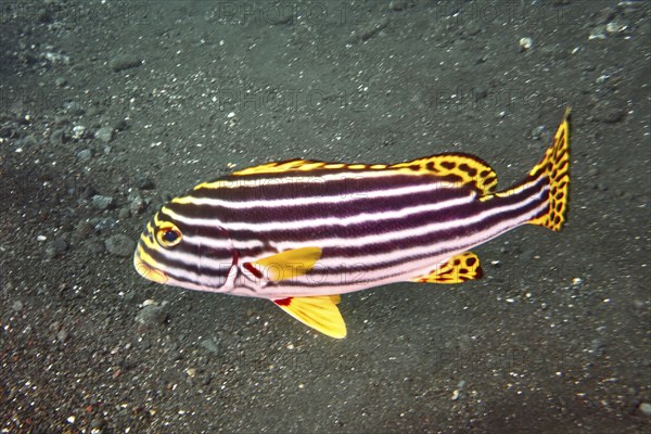 A striped fish with a vivid play of colours, Oriental sweetlips (Plectorhinchus vittatus), swimming