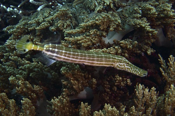 A striped fish, Chinese trumpetfish (Aulostomus chinensis), skilfully hiding in dense corals, dive