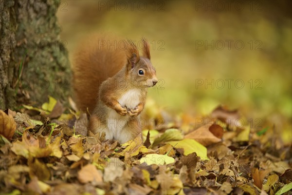 Eurasian squirrel (Sciurus vulgaris), standing upright between autumn leaves at the foot of a tree,