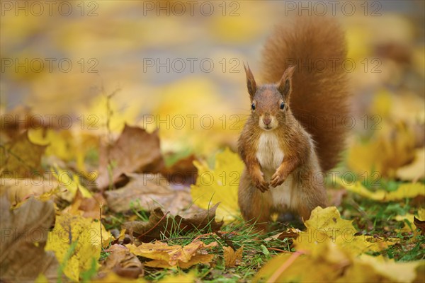 Eurasian squirrel (Sciurus vulgaris), standing in a meadow full of autumn leaves with colourful