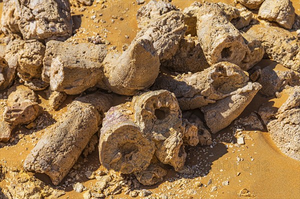 Rudists, tubular fossilised sea shells, Huqf rocky desert, Arabian Peninsula, Sultanate of Oman