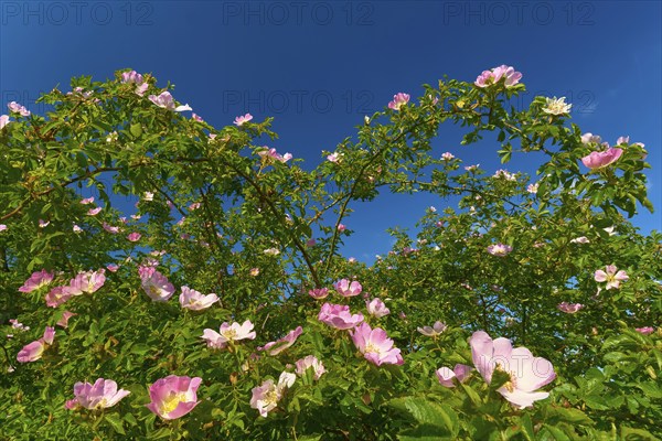 Blooming dog rose (Rosa corymbifera), in summer against a blue sky, Bavaria, Germany, Europe