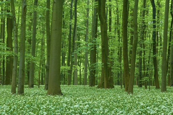 Dense forest with tall beech trees and wild garlic (Allium ursinum), in spring, Hainich National