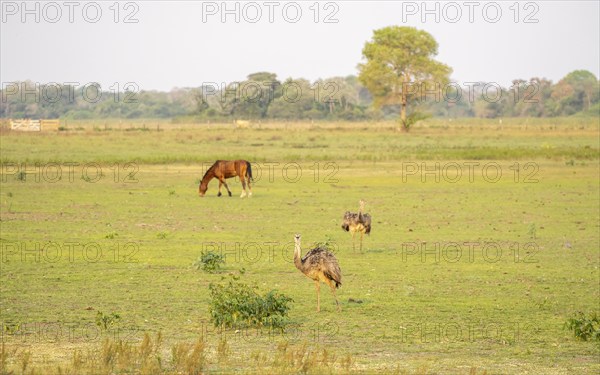 Nandus (Rhea americana), standing in a meadow, together with a horse, South Pantanal, Corumbá,