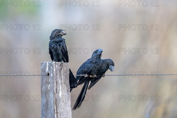 Smooth-billed Ani (Crotophaga ani), South Pantanal, Aquidauana, Taunay, Mato Grosso do Sul, Brazil,