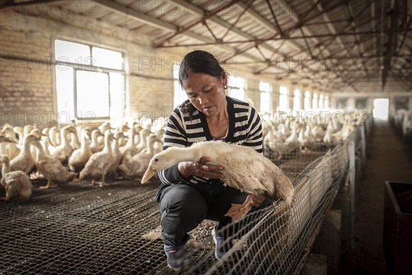 Labourer Ma Jian Hui, the workers live in the respective buildings where the ducks are kept, a
