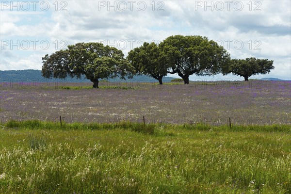 Olive trees in a large green meadow, with purple flowers and a cloudy sky in the background,