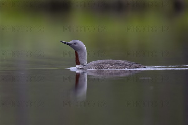 Red-throated diver (Gavia stellata), Sweden, Europe