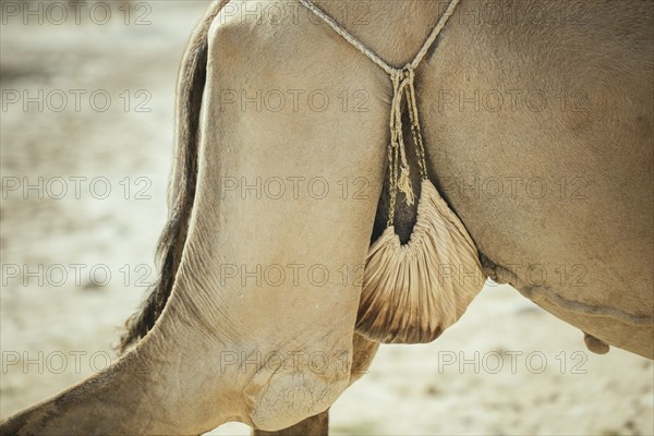 Camel cow with tied udder of a camel herd (Camelus dromedarius) on the way back from the beach near