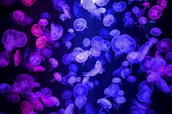 Box jellyfish (Aurelia aurita) in a tank of the Bang Saen Aquarium, Chonburi Province, Thailand,