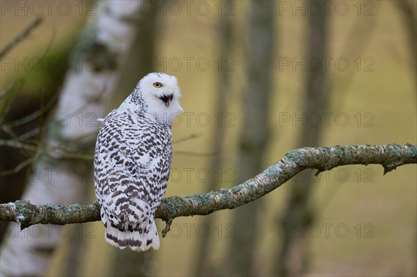 Snowy owl on branch (Bubo scandiacus) captive, Czech Republic, Europe
